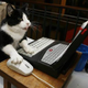 Illustration for article titled Cats Are Very Serious about Video Games